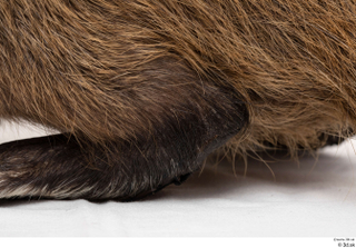 Nutria foot 0031.jpg